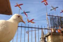 39293388_2106183166270932_3704871044733992960_n