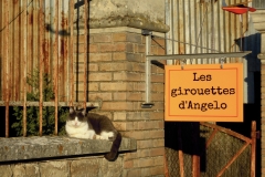 Les girouettes d Angelo
